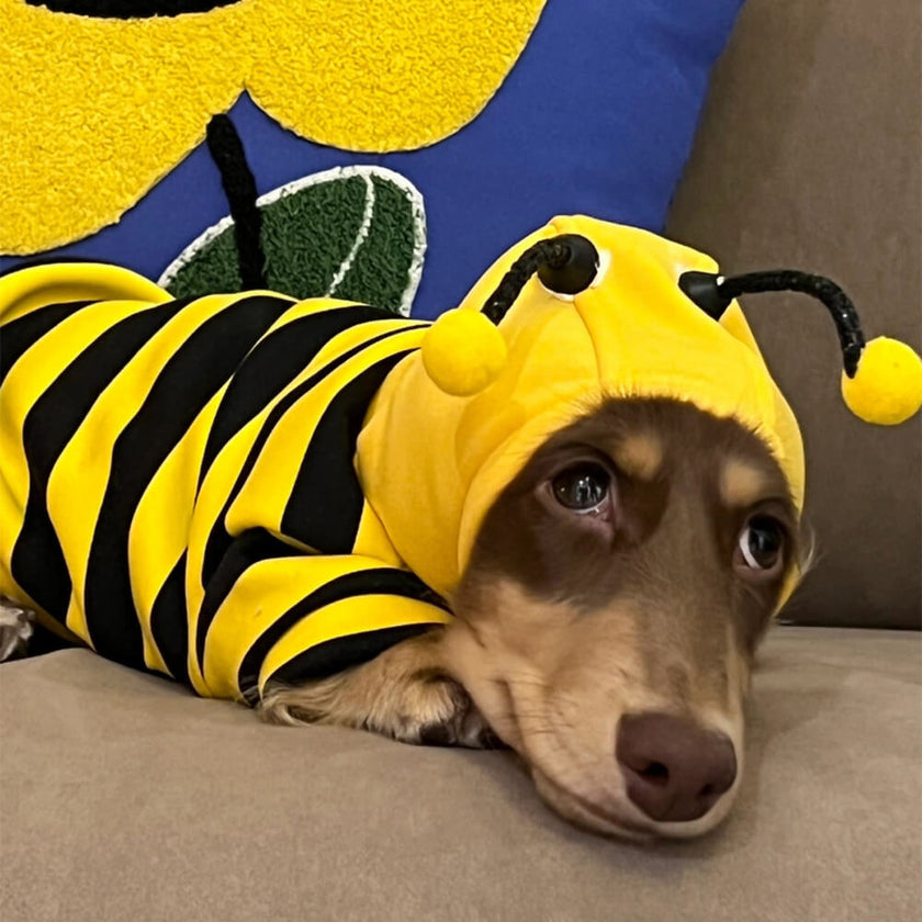 Adorable Bee Costume