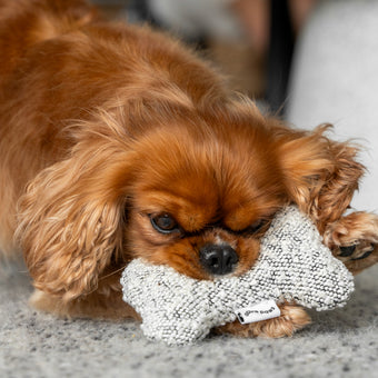 Dog Bone Toy