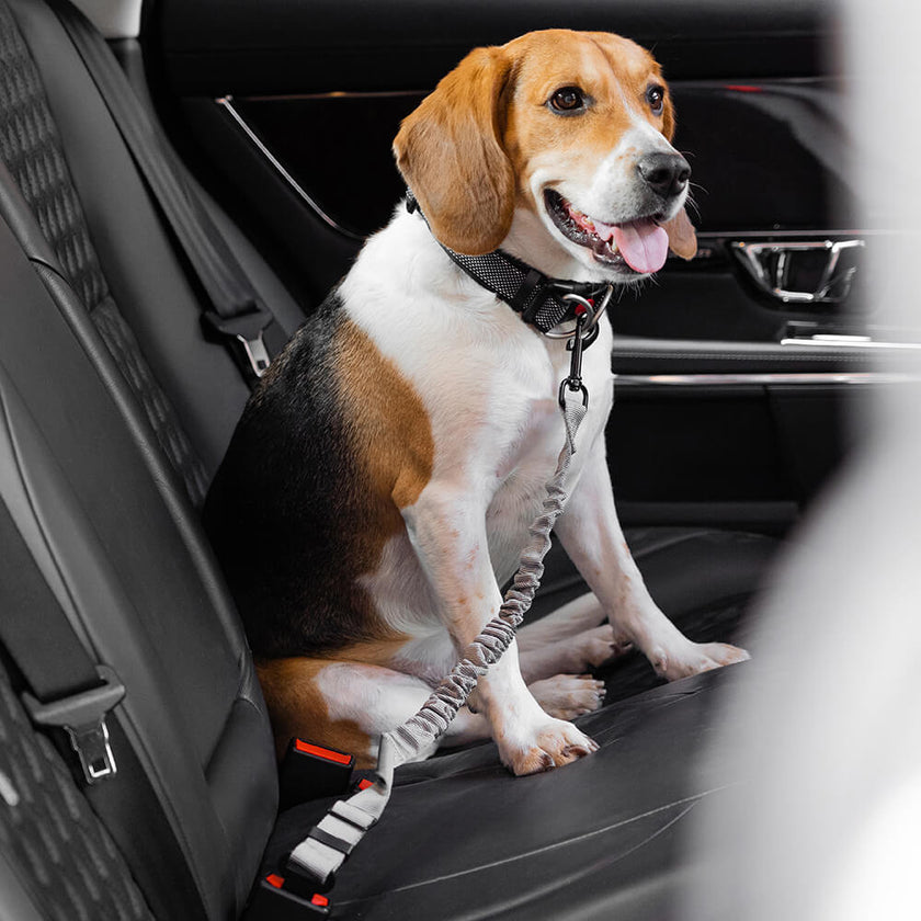 Adjustable Dog Car Seat Belt